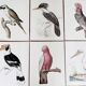 Plates of the bestiary from the Natural History Museum, Mustached Parakeet.