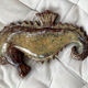Ceramic wall seahorse