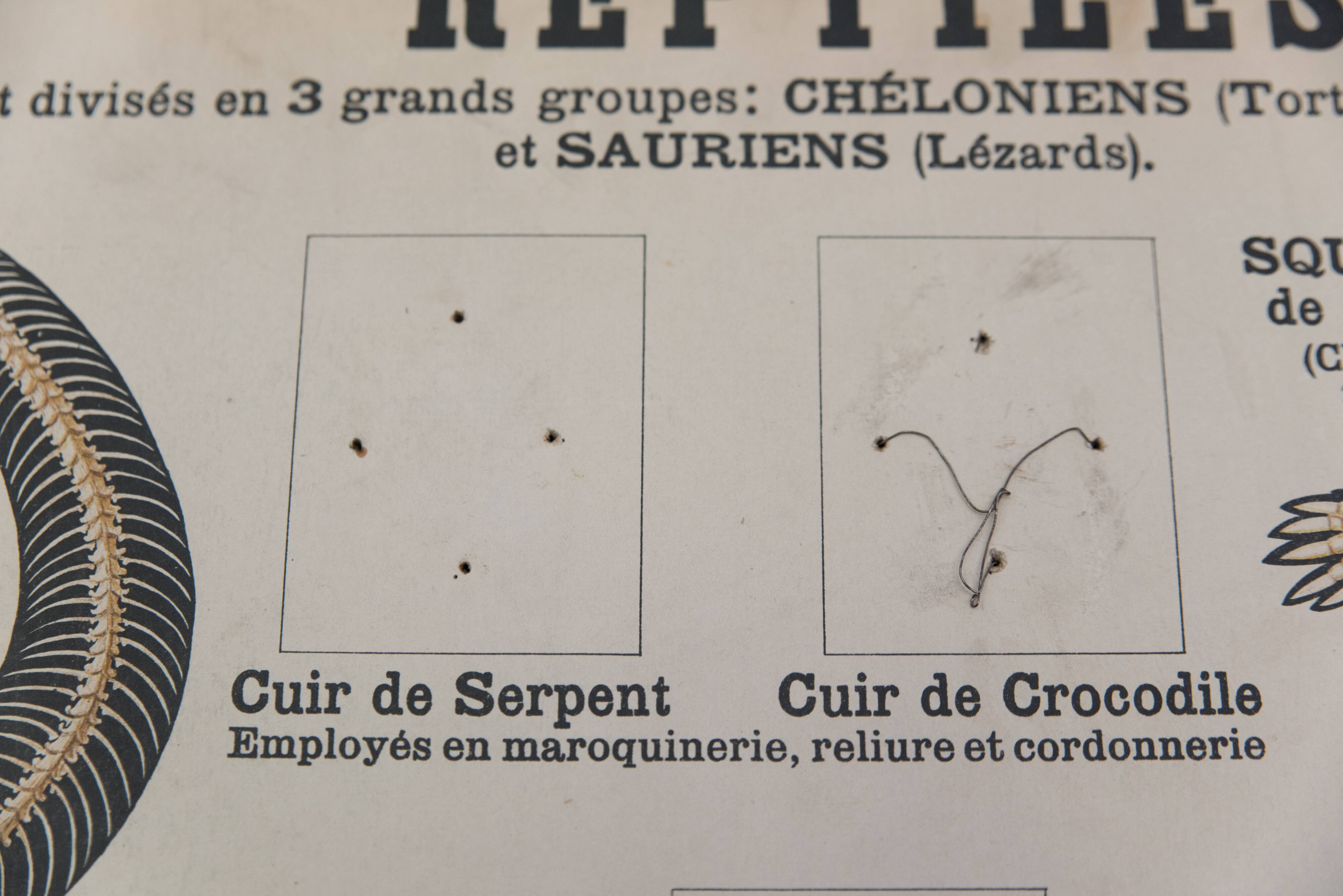 Didactic board deyrolle - les reptiles and amphibians