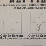 Didactic board deyrolle - les reptiles and amphibians