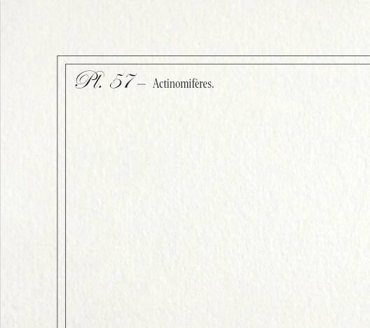 Lithograph engraving chimera animal - the cariapocampus