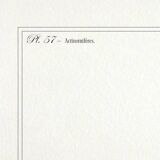 Lithograph engraving chimera animal - the cariapocampus