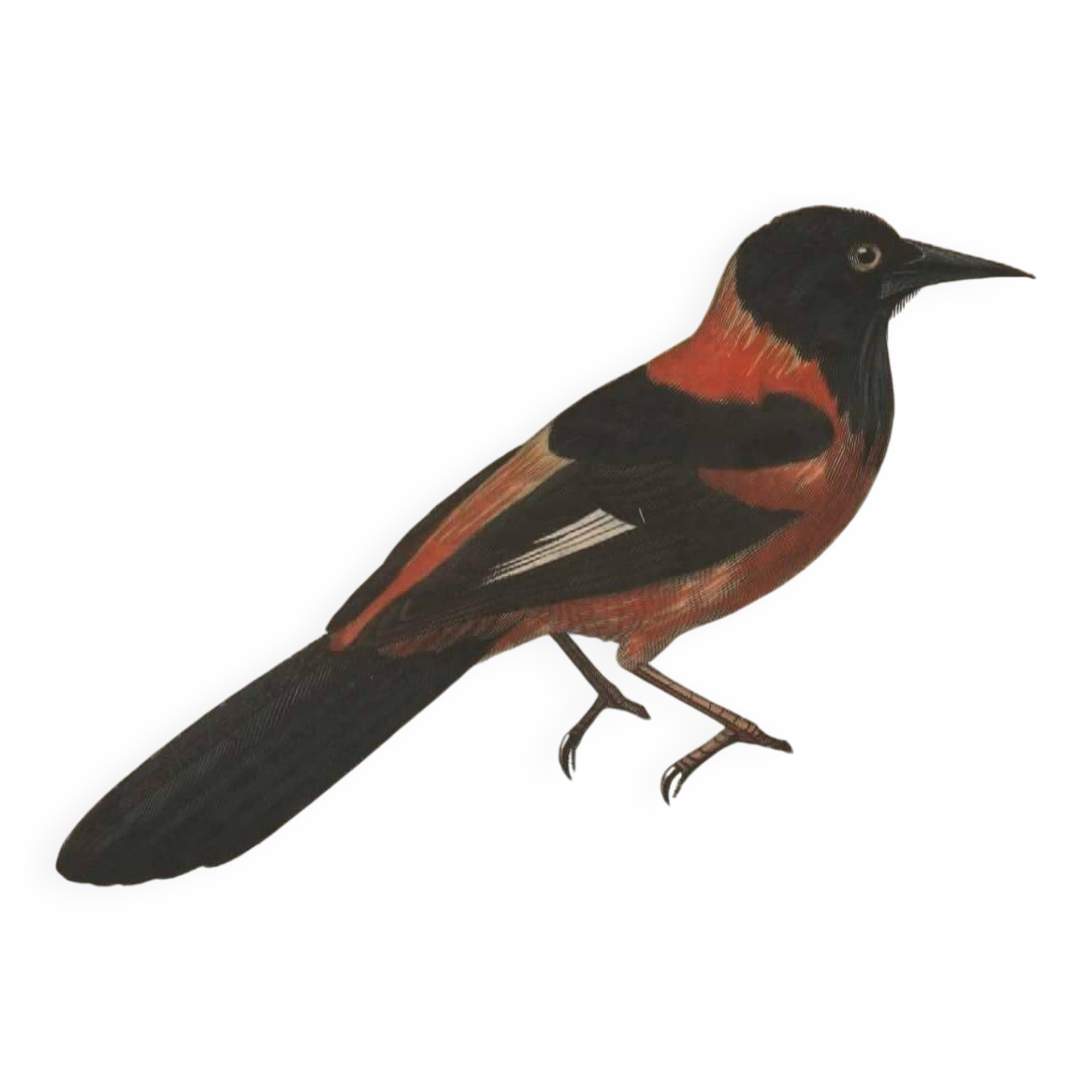 Plate from 1849 - Martin and Carouge - engraving by E. Travies - birds
