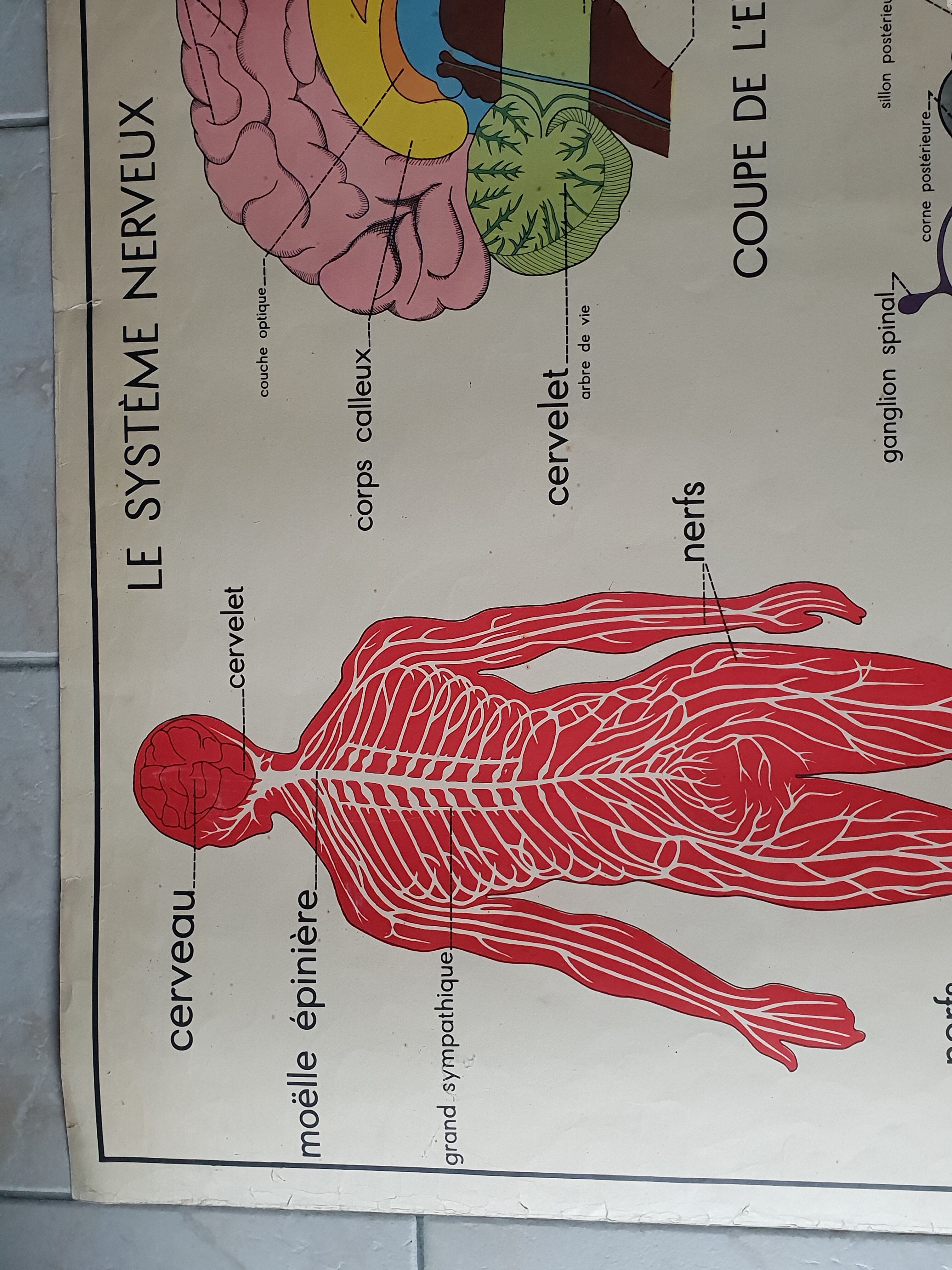 School poster Nightingale No.15 system nervous No.16 System muscle