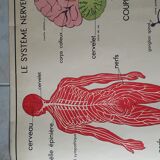 School poster Nightingale No.15 system nervous No.16 System muscle