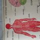 School poster Nightingale No.15 system nervous No.16 System muscle