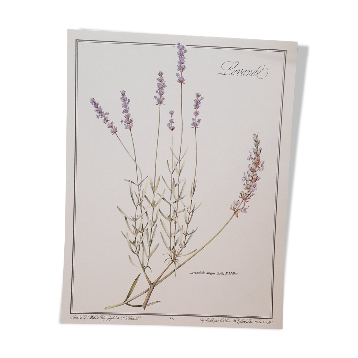 Lavender botanical board