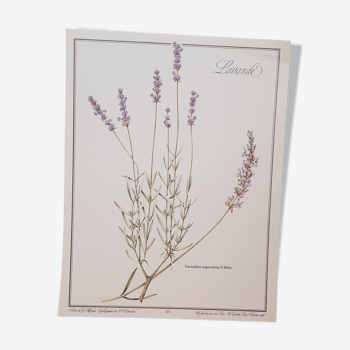 Lavender botanical board