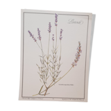 Lavender botanical board