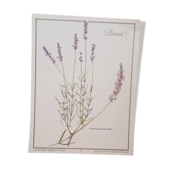 Lavender botanical board