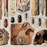 Lithograph on xylophagous insects (opulent) from 1907
