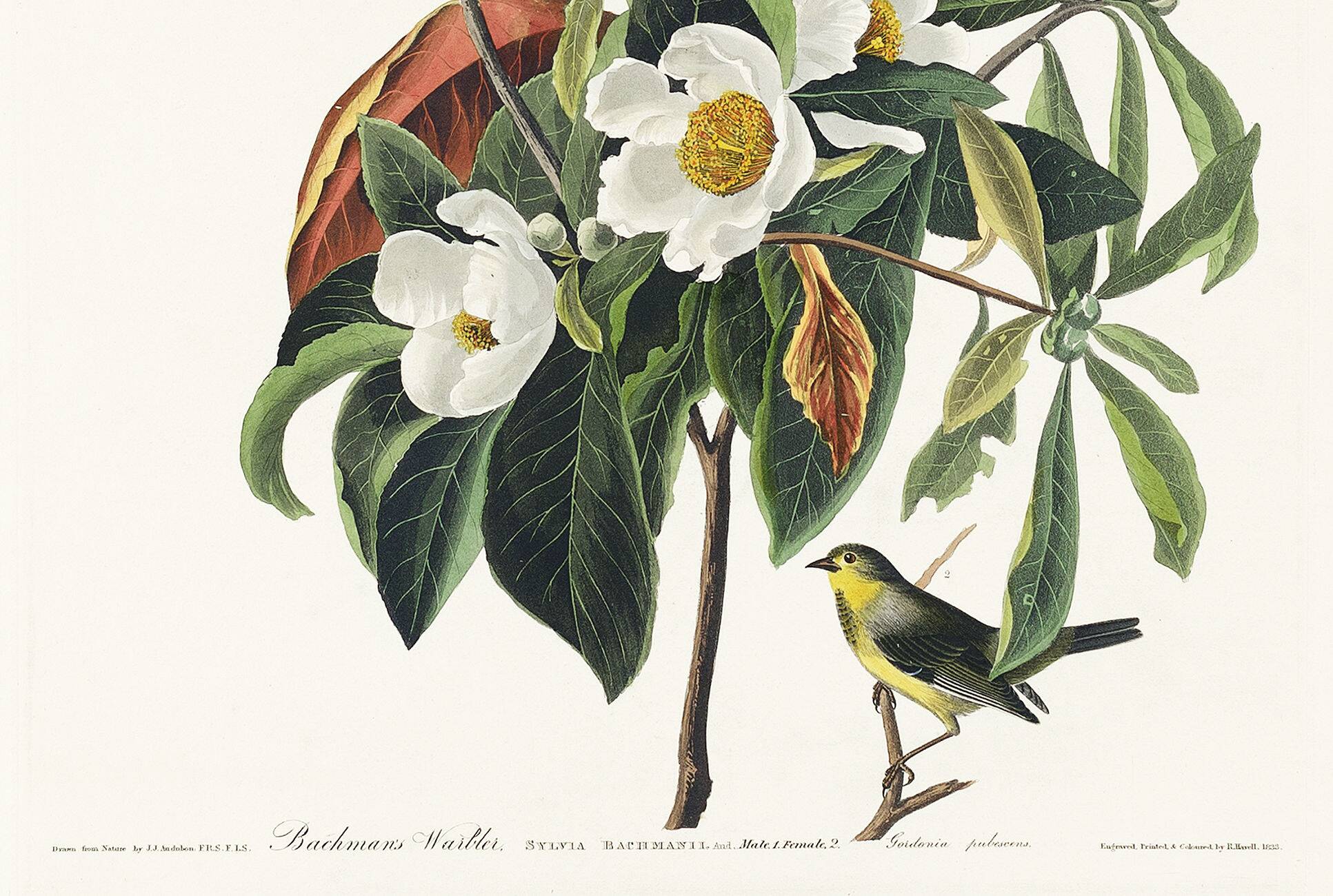 Poster for Bachman's Warbler, based on an old engraving from 1827.