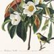 Poster for Bachman's Warbler, based on an old engraving from 1827.
