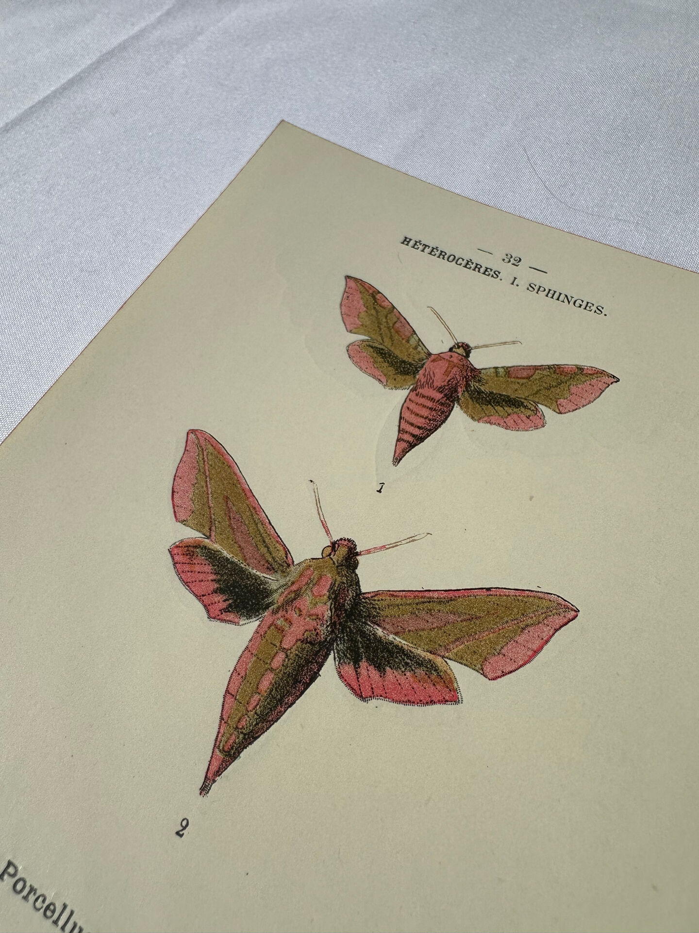 🦋 Botanical Plate Engraving of a Butterfly, 19th Century Naturalist