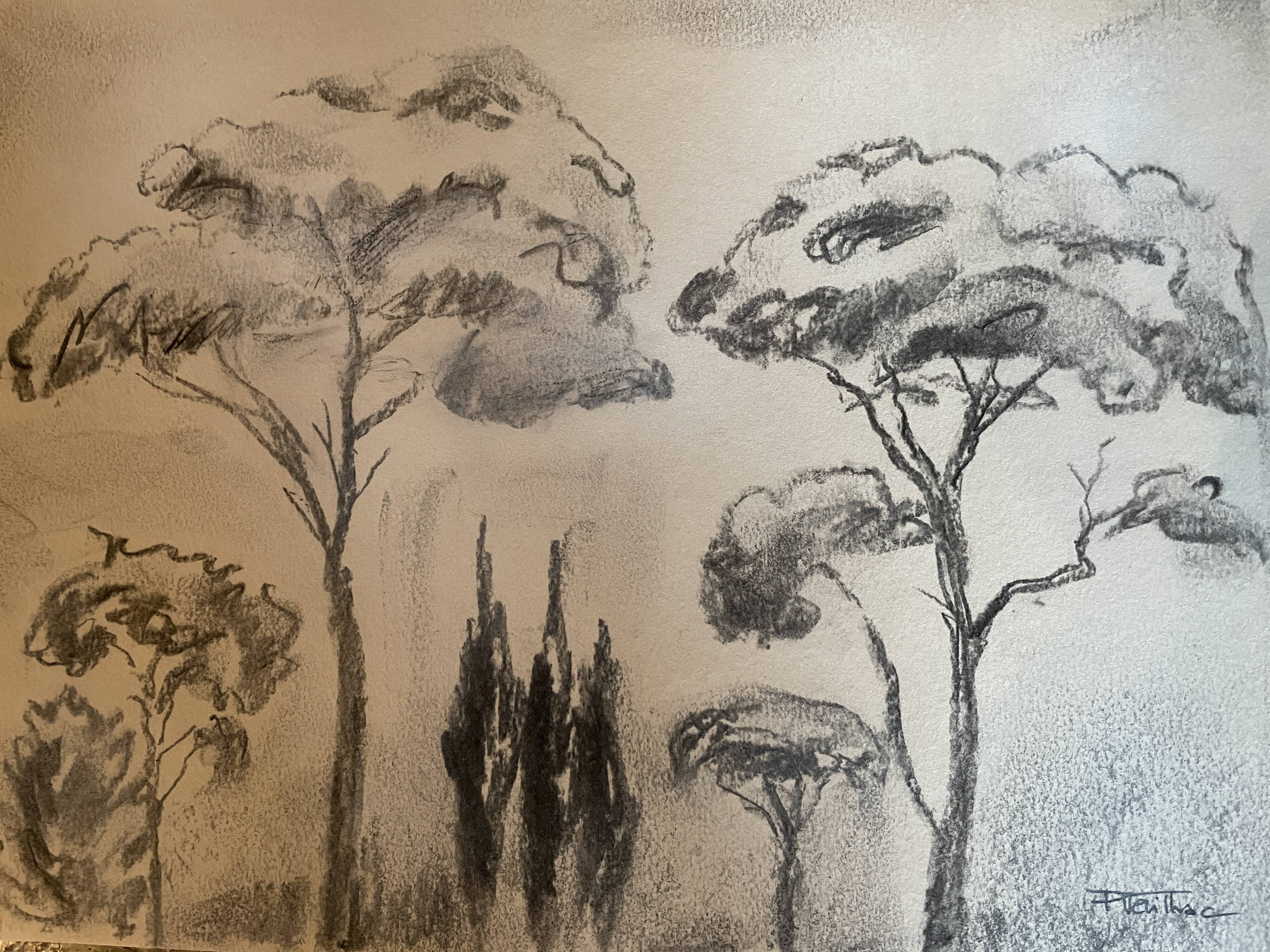 Charcoal painting signed “landscape of Provence” umbrella pines