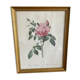 Frame Botanical illustration Dreaded rose of the Indies