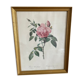 Frame Botanical illustration Dreaded rose of the Indies