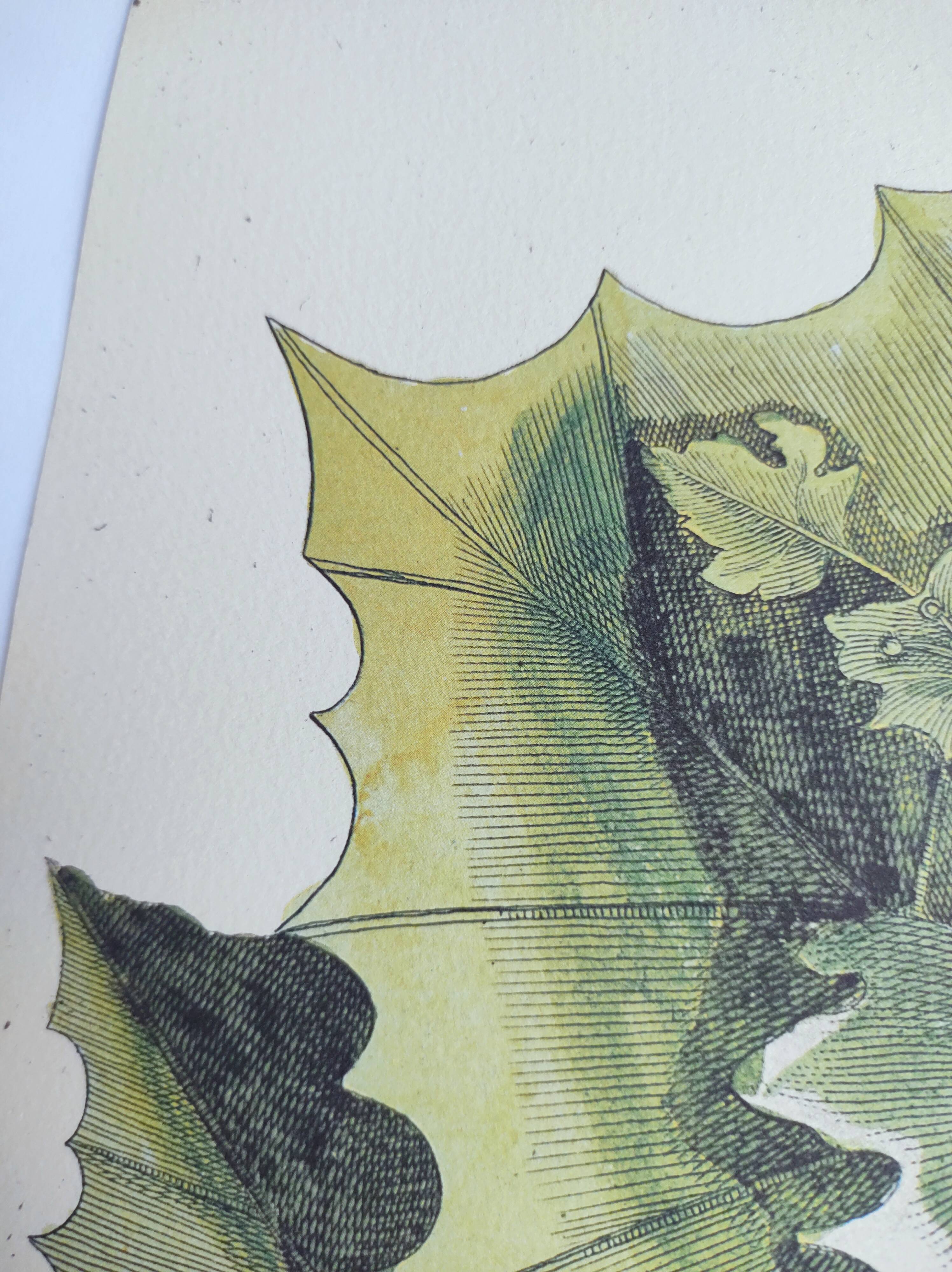 Old bird engraving - Flycatcher - Ornitology board by Seligmann & Catesby. 1973