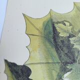 Old bird engraving - Flycatcher - Ornitology board by Seligmann & Catesby. 1973