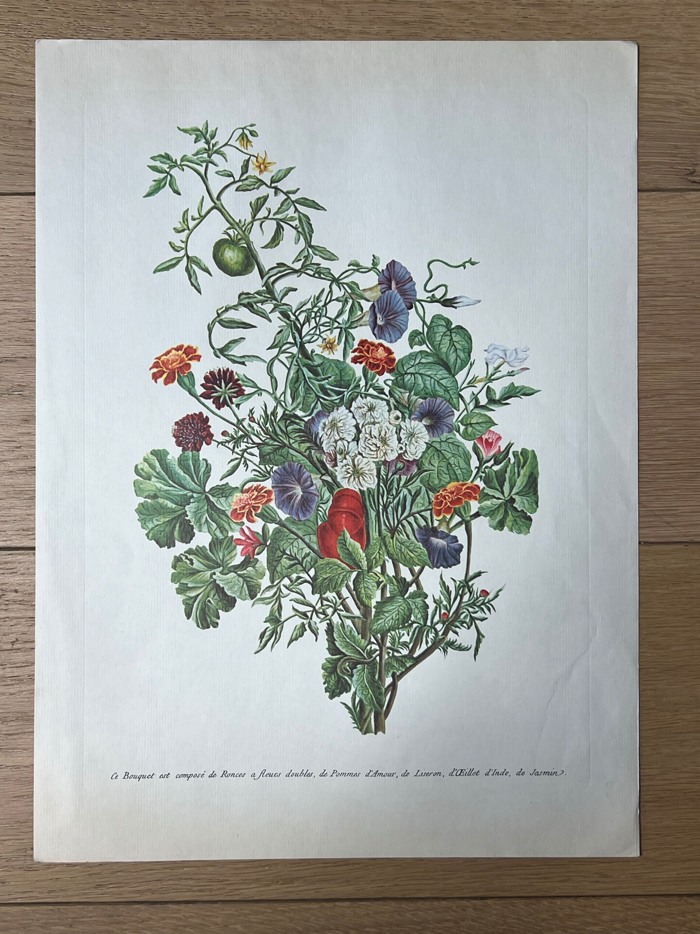 Planche botanique ronces, pommes d’amour, liseron 40,4x29,90