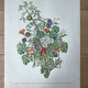 Planche botanique ronces, pommes d’amour, liseron 40,4x29,90