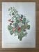 Planche botanique ronces, pommes d’amour, liseron 40,4x29,90