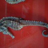 Set of 2 seahorses stuffed