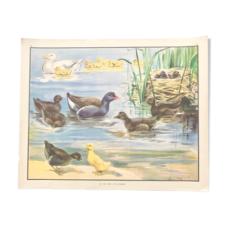 Ancient English school poster of the 50s depicting ducks - Drawing by Eileen Soper