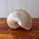 Nautilus Mother-of-pearl shell Nautilus