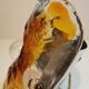 Pair of Murano glass sconces by Carlo Nason for Mazzega 70s