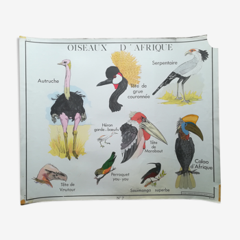 Affiche pédagogique Rossignol "Les oiseaux d'Afrique et le crocodile" vintage.