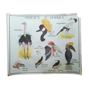 Affiche pédagogique Rossignol