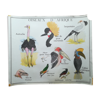 Rossignol pedagogical poster "African birds and crocodile" vintage.