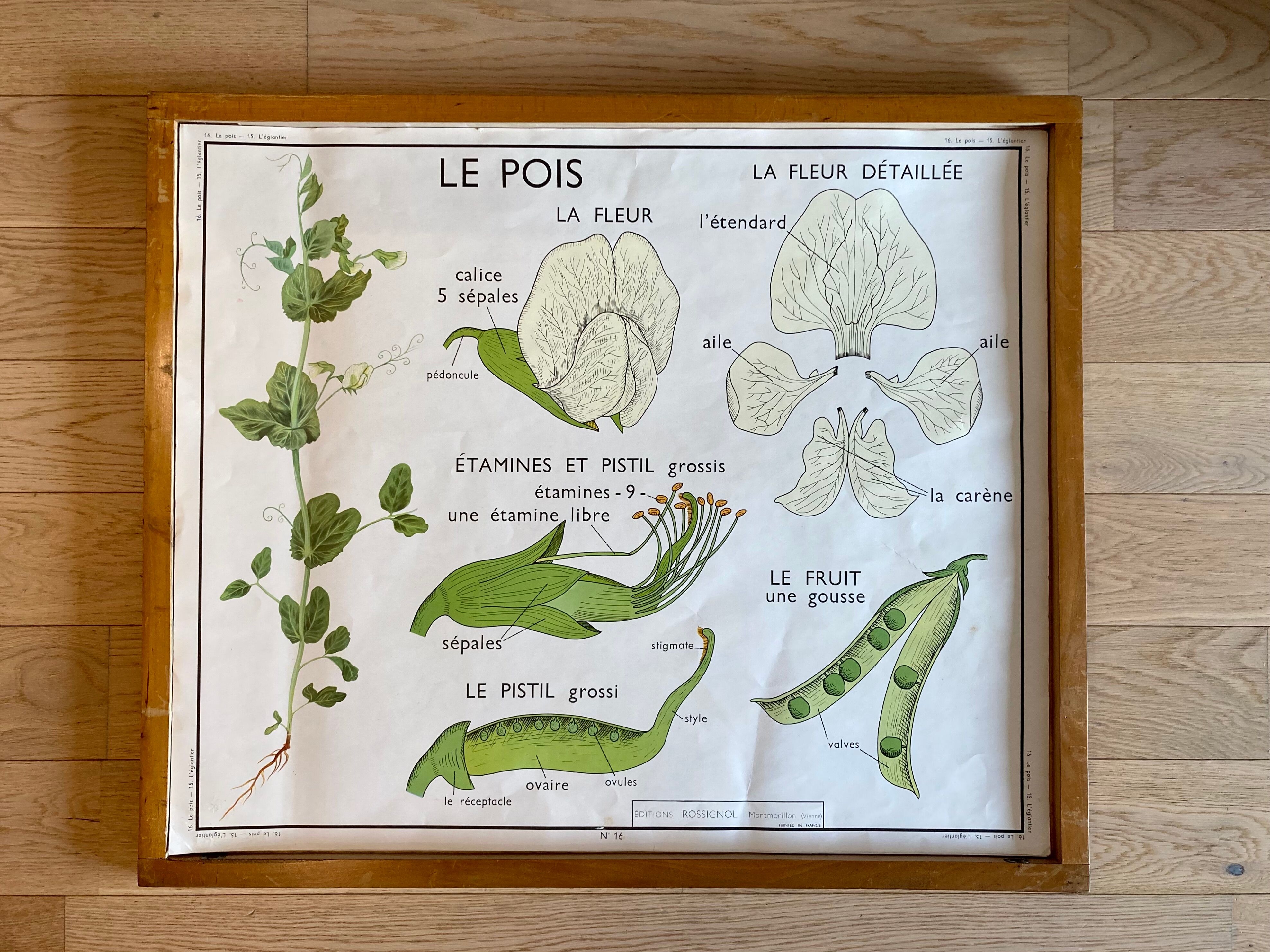 Educational school poster Rossignol vintage 60s - rosehip and pea