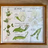 Educational school poster Rossignol vintage 60s - rosehip and pea