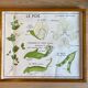 Educational school poster Rossignol vintage 60s - rosehip and pea
