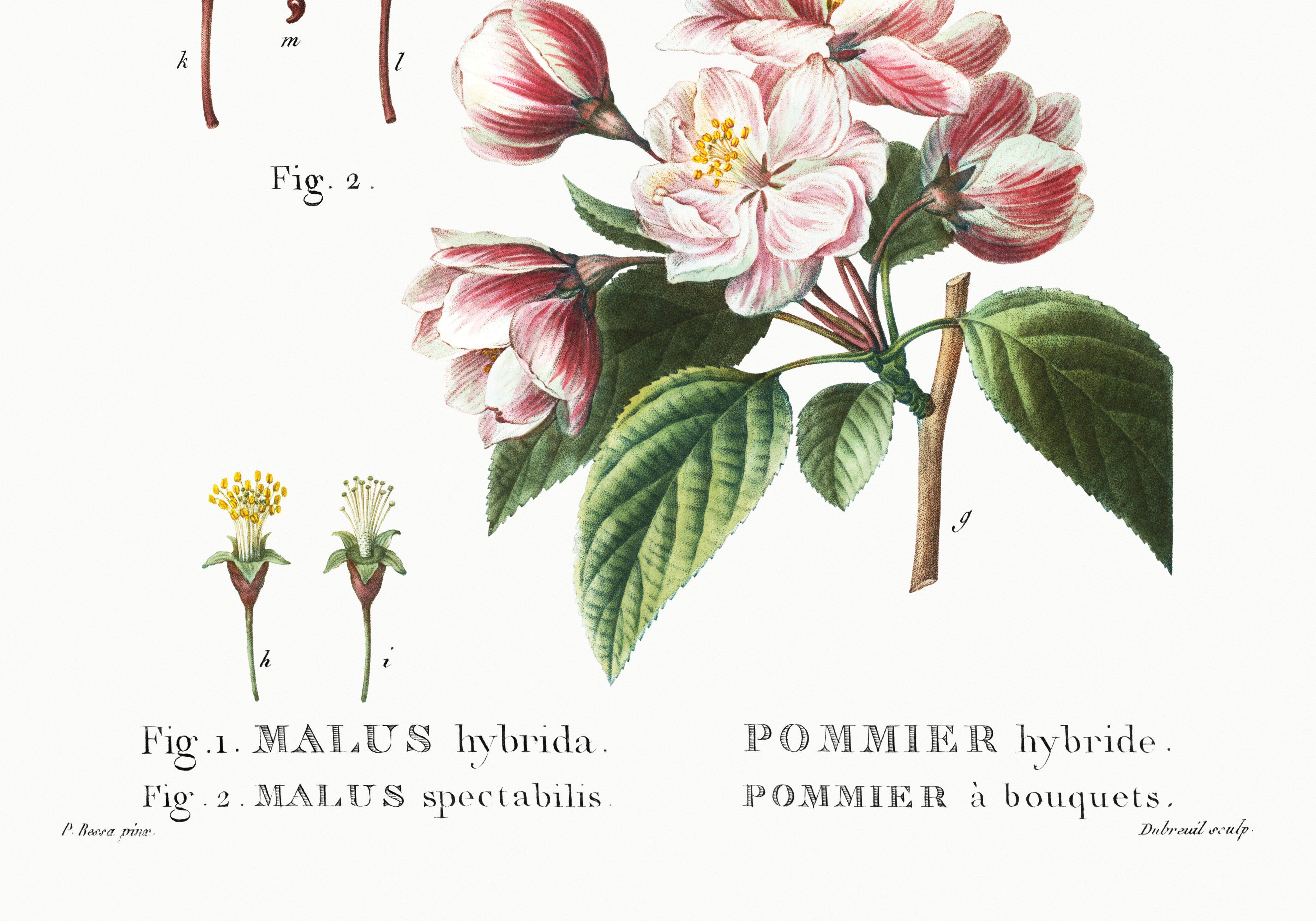 Vintage poster of the hybrid apple tree, after an 1802 engraving
