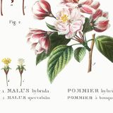 Vintage poster of the hybrid apple tree, after an 1802 engraving
