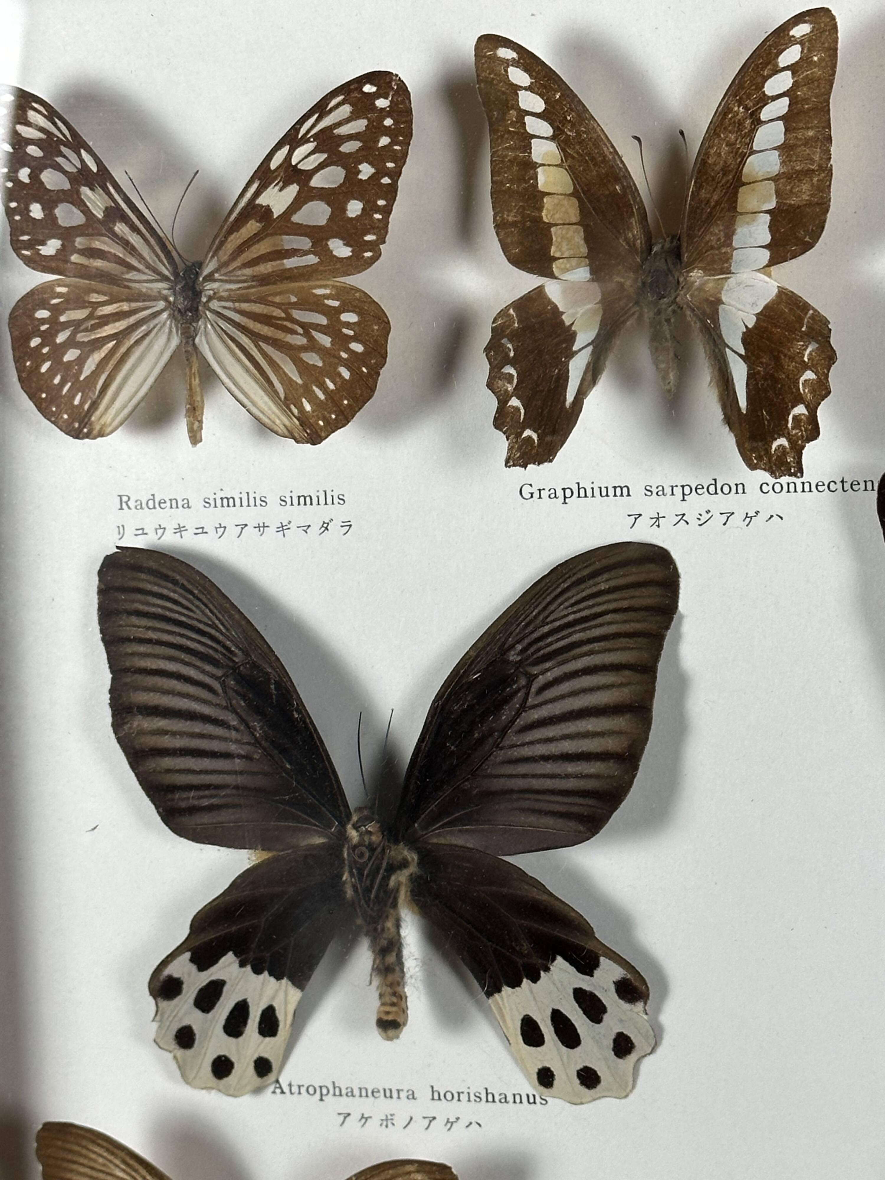 Old entomological frame butterflies 13 species