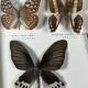Old entomological frame butterflies 13 species
