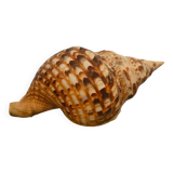 Charonia Tritonis Triton