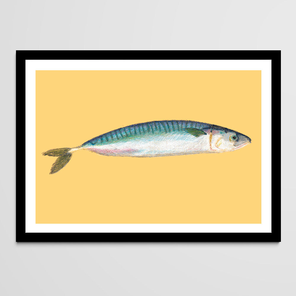 Still life - Mackerel