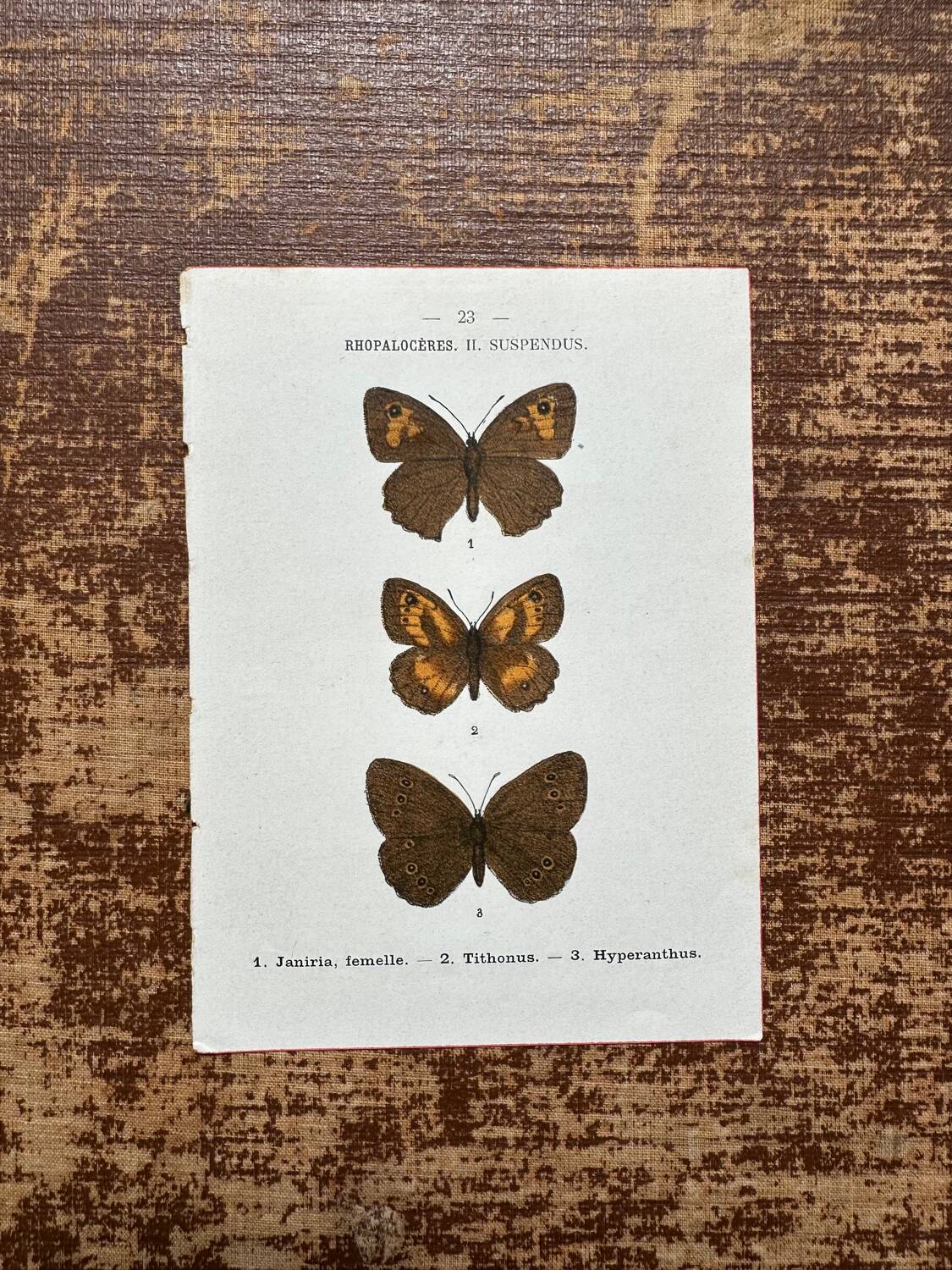 Gravure botanique, planche naturaliste ancienne papillons
