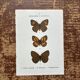 Gravure botanique, planche naturaliste ancienne papillons