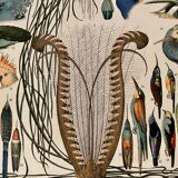 Lithograph on feathers from 1907