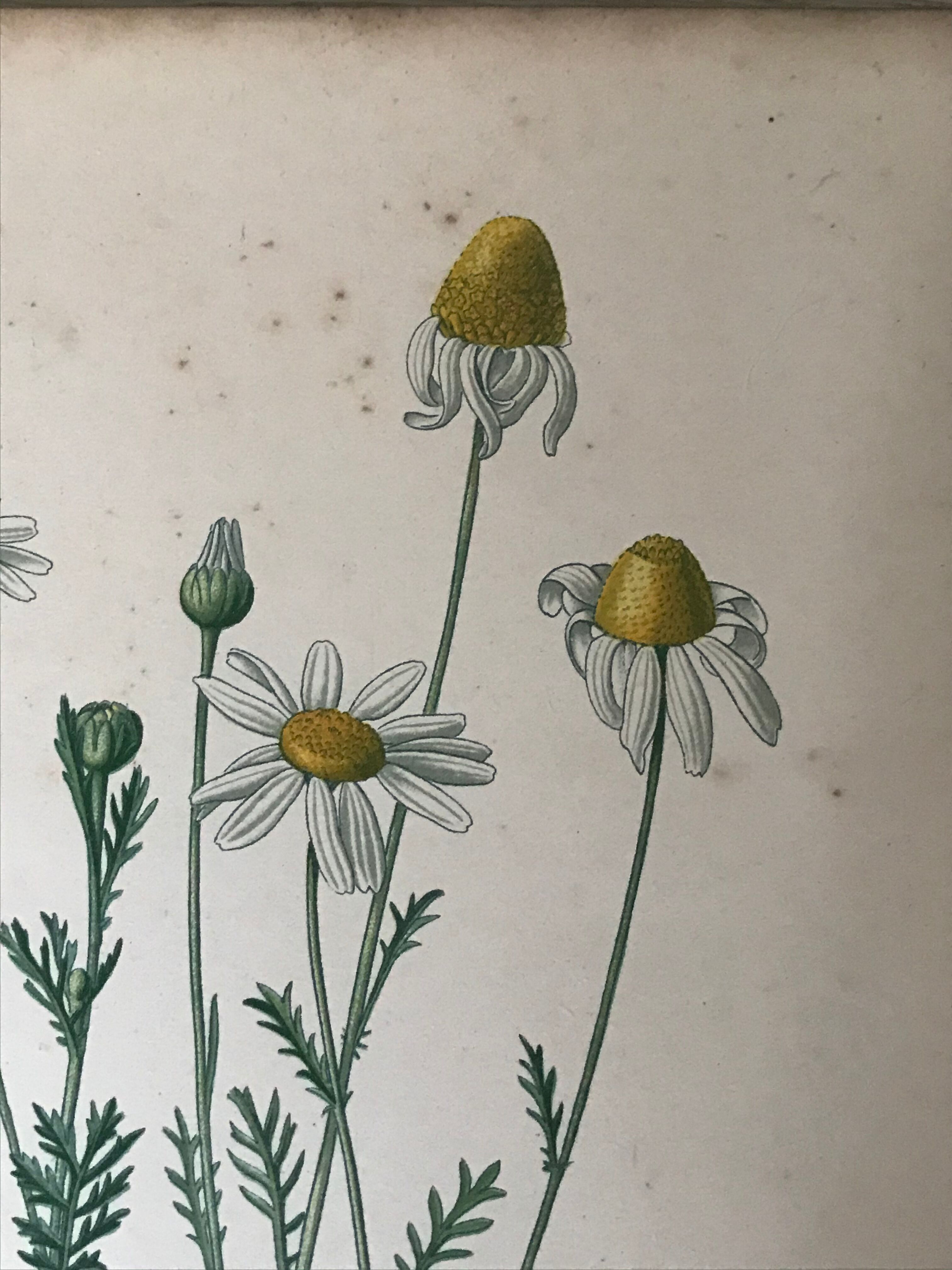 Botanical flowering boards of 19th century fields