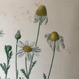 Botanical flowering boards of 19th century fields