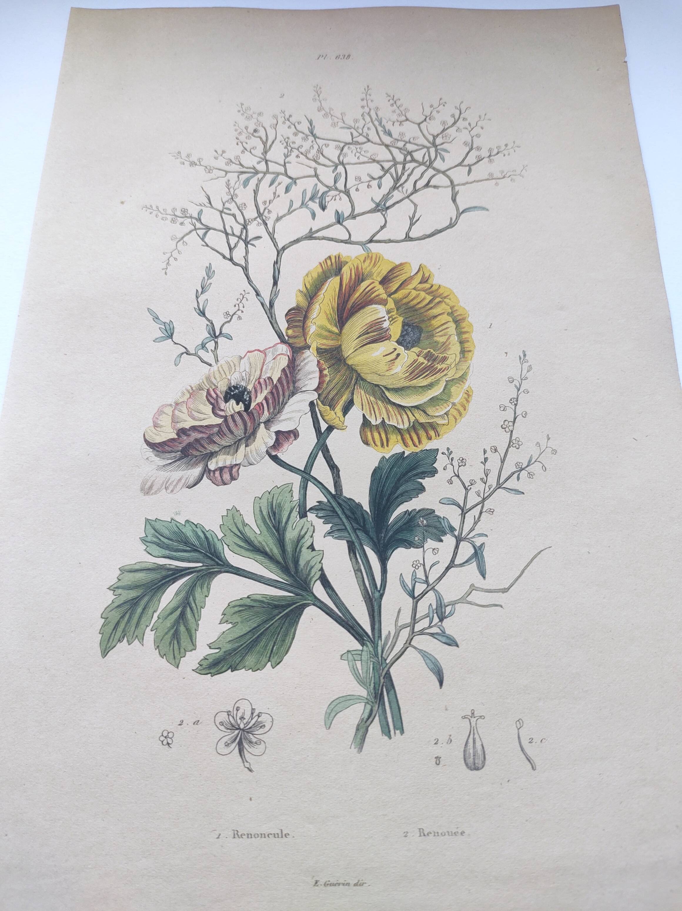 Original from 1839 - Buttercup and Knotweed - Hand-colored botanical plate. Antique engraving