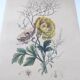 Original from 1839 - Buttercup and Knotweed - Hand-colored botanical plate. Antique engraving