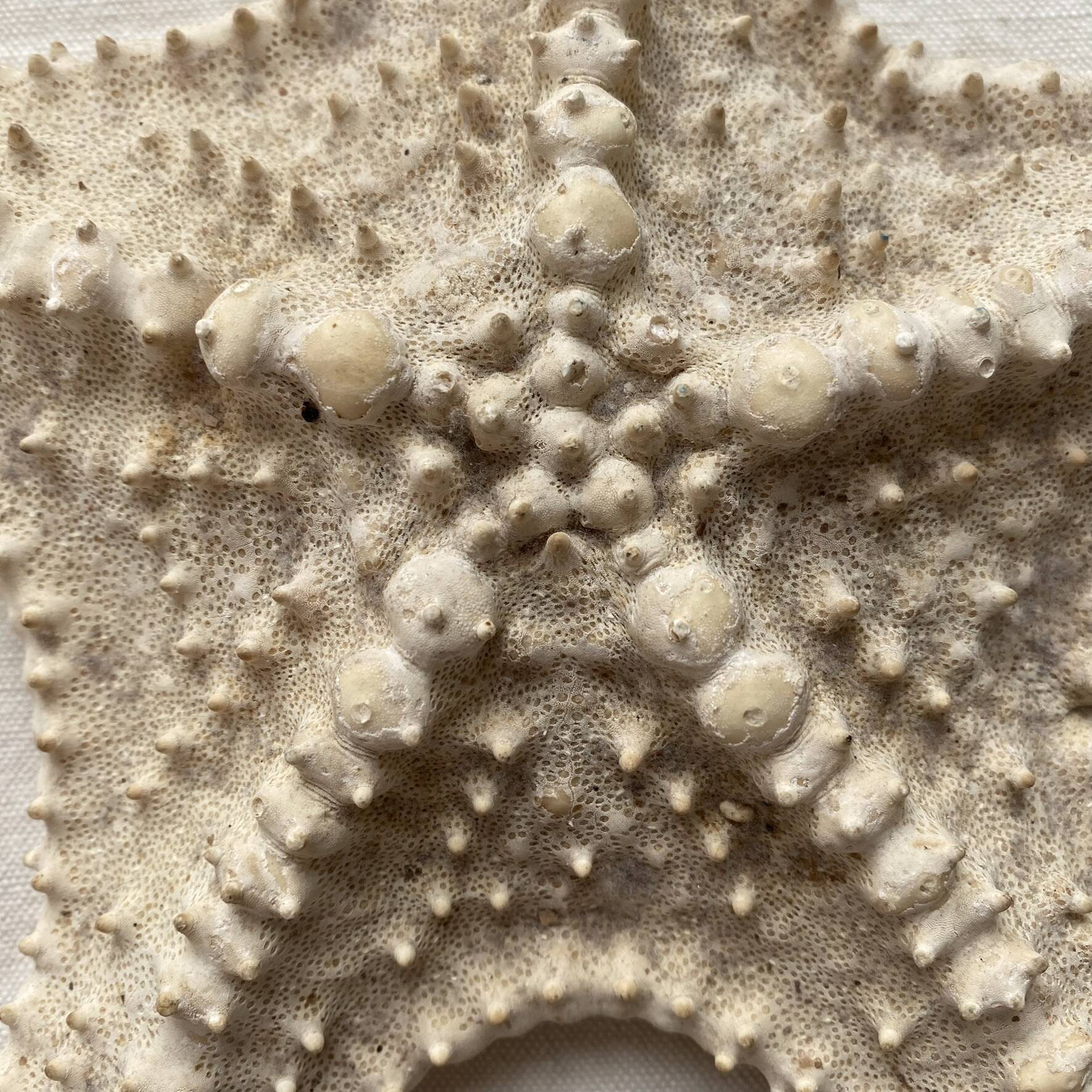 Large natural knotted starfish
